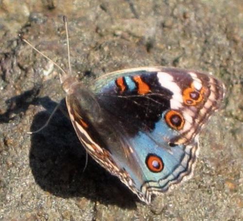 Junonia orithya